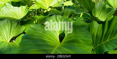 Foglie di filodendro giganti all'interno del giardino botanico, Mahe Seychelles Foto Stock