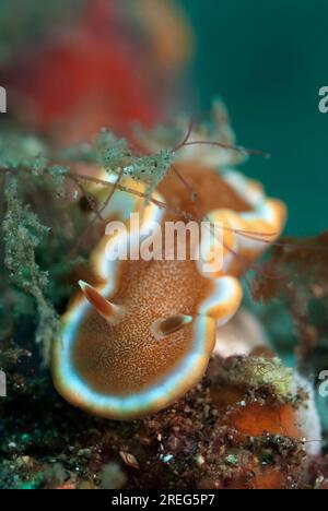 Caramel Nudibranch, Glossodoris rufomarginata, Makawide Muka Kampung, stretto di Lembeh, Sulawesi, Indonesia Foto Stock