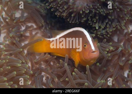 Arancio Anemonefish, anfiprione sandaracinos, nel magnifico Anemone marino, Heteractis magnifica, Angel's Window, stretto di Lembeh, Sulawesi, Ind Foto Stock