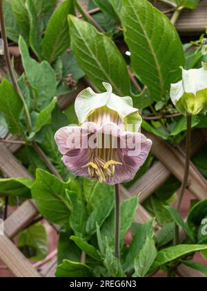 Un primo piano di un singolo fiore appena aperto della tazza e piattino di vite Cobaea scandens Foto Stock