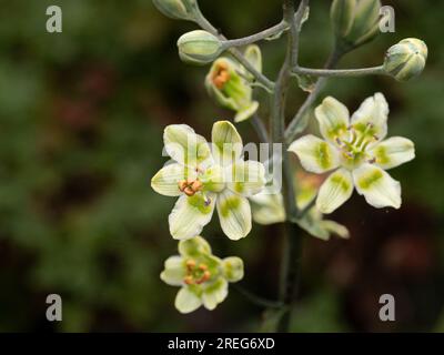 I delicati fiori verdi e bianchi di Anticlea elegans ex Zigadenus elegans Foto Stock