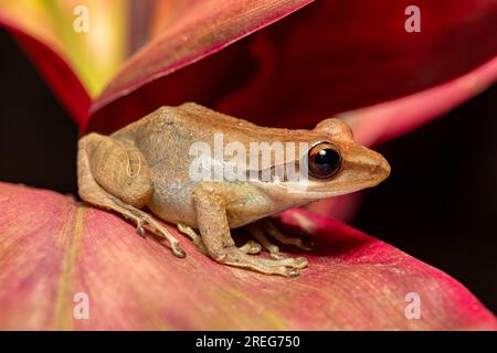 Boophis tephraeomystax, specie endemica di rana della famiglia Mantellidae. Parco Nazionale di Ranomafana, animale di fauna selvatica del Madagascar Foto Stock