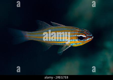 Pesci cardinali a strisce gialle, Apogon cyanosoma, sito di immersione Junkyard, Sansapor, Raja Ampat, Papua Occidentale, Indonesia Foto Stock