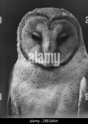 Barn Owl in mostra al Cotswold Falconry Centre di Batsford, Moreton-in-Marsh, Gloucestershire, Inghilterra, Regno Unito, 18 marzo 2022 Foto Stock