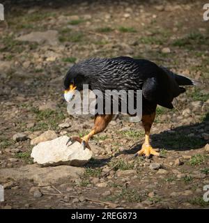 Caracara striata in mostra al Cotswold Falconry Centre di Batsford, Moreton-in-Marsh, Gloucestershire, Inghilterra, Regno Unito, 18 marzo 2022 Foto Stock