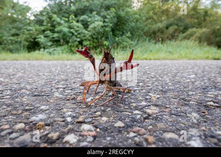 Una palude rossa a terra a Rotterdam, nei Paesi Bassi, è una specie invasiva Foto Stock