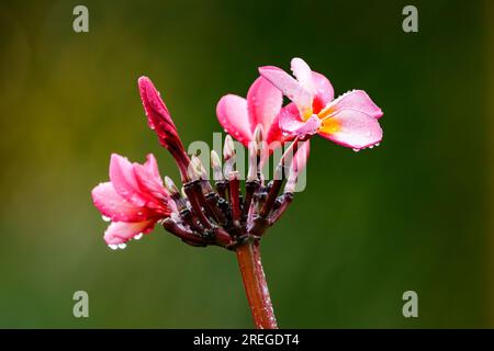 Fiori e gocce d'acqua del frangipani rosso Plumeria rubra isolato, Mauritius, Oceano Indiano Foto Stock