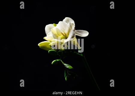 Fiori di freesia bianchi su sfondo scuro Foto Stock