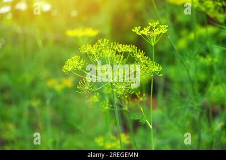 Aneto fresco. Anethum graveolens che cresce sul letto vegetale. Erba annuale, famiglia Apiaceae. Coltivare erbe fresche. Piante verdi in giardino, agricoltura ecologica per la produzione di concetto di cibo sano Foto Stock