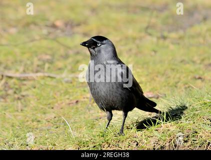 Jackdaw occidentale sull'erba, foto ravvicinata. Foto Stock