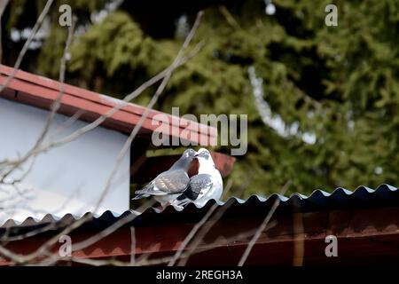 Un paio di due piccioni sul tetto di una casa. Foto Stock