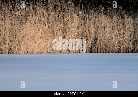 Airone grigio sull'acqua ghiacciata, neve ovunque. Foto Stock