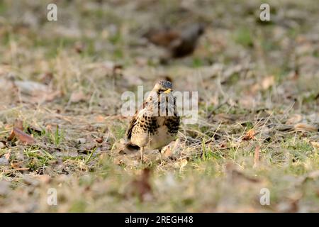 Fieldfare a terra intorno alle foglie secche. Foto Stock