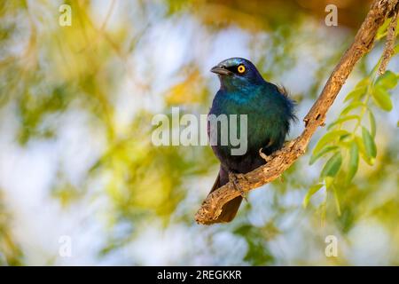 Cape Glossy Starling (Lamprotornis nitens) arroccato su una diramazione, il parco nazionale di Kruger, Limpopo, Sudafrica. Foto Stock