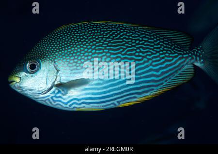 Java Rabbitfish, Siganus javus, Mioskon, Dampier Strait, Raja Ampat, Papua Occidentale, Indonesia Foto Stock