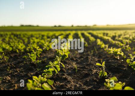 Paesaggio di un campo di germogli giovani di germogli di soia. File di piante di soia nella piantagione di soubeans. Scena agricola. Messa a fuoco selettiva. Foto Stock