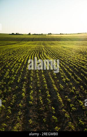 Campo agrario di filari giovani germogli di soia. File di piante di soia in una piantagione agricola. Messa a fuoco selettiva. Giovani colture di soia durante il periodo Foto Stock