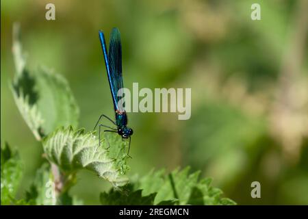 Una demoiselle damselfly banded da vicino in un congedo a Norfolk in Inghilterra. Insetto alato volante blu a riposo Foto Stock