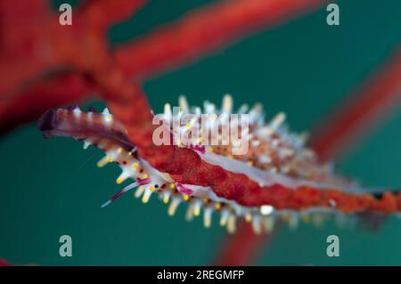 Rosy Spindle Cowrie Snail, Phenacovolva rosea, on Coral fan, sito di immersione Friwinbonda, Dampier Strait, Raja Ampat, Papua Occidentale, Indonesia Foto Stock