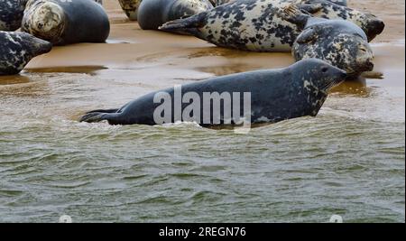 Foche grigie e comuni riposano dopo aver mangiato sul banco di sabbia a Blakeney Point, Blakeney, Norfolk settentrionale, Inghilterra, Regno Unito Foto Stock