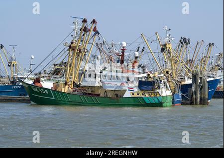 PAESI BASSI, porto di Lauwersoog, pescherecci per la pesca del granchio nel porto / NIEDERLANDE, Lauwersoog, Krabbenfischer, Fischerboote im Hafen Foto Stock