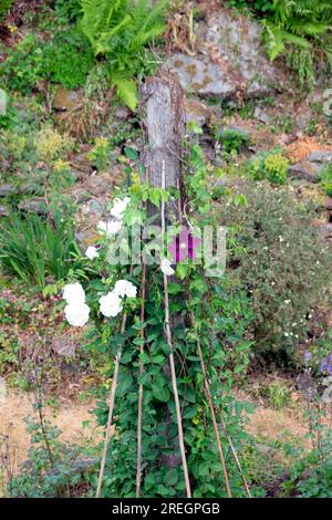 Vista verticale della rosa bianca scalata Mme Alfred Carriere, clematis il presidente in giardino asciutto giugno 2023 onda di calore Regno Unito Gran Bretagna KATHY DEWITT Foto Stock