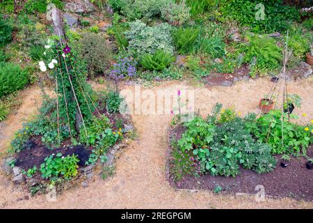 Vista dal basso su un piccolo giardino asciutto con pali di fagioli di erba asciutta che coltivano fiori e verdura nel giugno 2023, onda di calore Galles Regno Unito, Gran Bretagna KATHY DEWITT Foto Stock