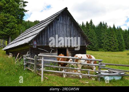 Vecchio fienile di legno a Pokljuka, Slovenia, con mucche davanti Foto Stock