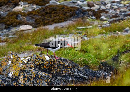Un Oystercatcher (Haematopus ostralegus) che cerca cibo tra le rocce coperte di licheni intorno alla baia di Derbyhaven, Isola di Man Foto Stock