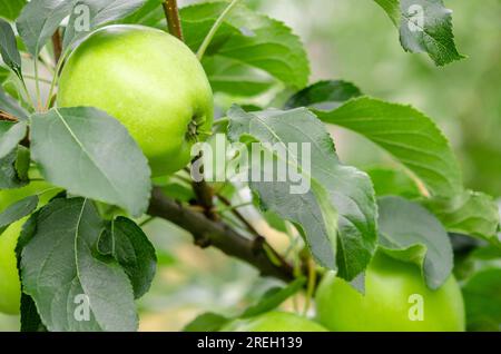 Succose mele giovani su un ramo d'albero in giardino. Mele Foto Stock