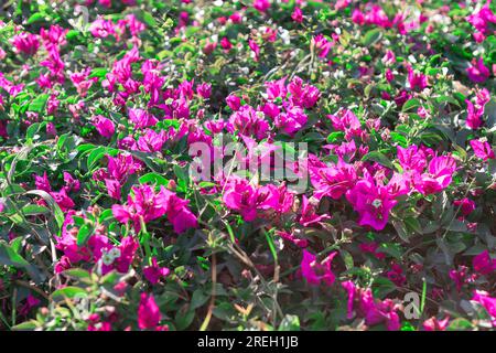 Fiori di Bougainvillea viola che fioriscono nel giardino Foto Stock