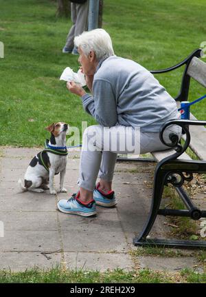 IL CANE DA FATTORIA DANESE SVEDESE si siede bene e aspetta che lasci alcuni dei padroni di CASA mangiati Foto Stock