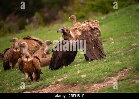 L'avvoltoio cinereo (Aegypius monachus), noto anche come avvoltoio nero eurasiatico, uno dei più grandi uccelli volanti del mondo, contendendo il titolo con le andine Foto Stock