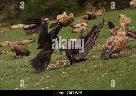 L'avvoltoio cinereo (Aegypius monachus), noto anche come avvoltoio nero eurasiatico, uno dei più grandi uccelli volanti del mondo, contendendo il titolo con le andine Foto Stock