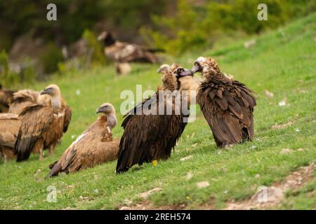 L'avvoltoio cinereo (Aegypius monachus), noto anche come avvoltoio nero eurasiatico, uno dei più grandi uccelli volanti del mondo, contendendo il titolo con le andine Foto Stock