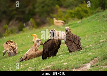 L'avvoltoio cinereo (Aegypius monachus), noto anche come avvoltoio nero eurasiatico, uno dei più grandi uccelli volanti del mondo, contendendo il titolo con le andine Foto Stock