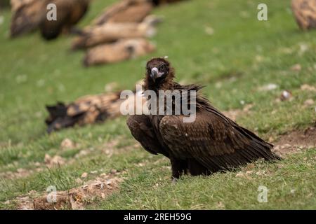 L'avvoltoio cinereo (Aegypius monachus), noto anche come avvoltoio nero eurasiatico, uno dei più grandi uccelli volanti del mondo, contendendo il titolo con le andine Foto Stock