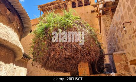 Il Bush ardente nel monastero di Santa Caterina ( دير القدّيسة كاترين o Moni tis Agias Aikaterinis), ufficialmente il Sacro Monastero reale autonomo Foto Stock