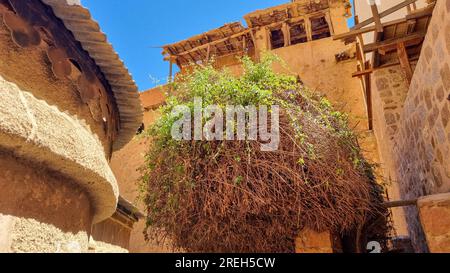 Il Bush ardente nel monastero di Santa Caterina ( دير القدّيسة كاترين o Moni tis Agias Aikaterinis), ufficialmente il Sacro Monastero reale autonomo Foto Stock