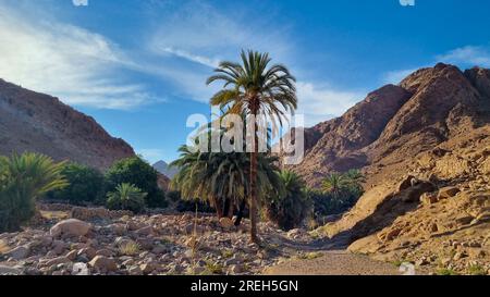 Monastero di Santa Caterina ( دير القدّيسة كاترين o Moni tis Agias Aikaterinis), ufficialmente Sacro Monastero reale autonomo di Santa Caterina Foto Stock