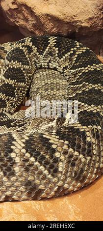 Rattlesnake rattlesnake rattlesnake sono serpenti velenosi che formano i generi Crotalus e Sistrurus della sottofamiglia Crotalinae (le vipere di fossa). Tutti ra Foto Stock