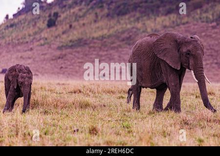 La riserva nazionale di Maasai Mara è un'area di savana preservata nel Kenya sudoccidentale, lungo il confine con la Tanzania. Tra i suoi animali vi sono i leoni, Foto Stock