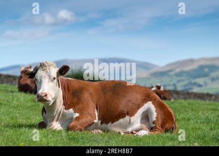 Hereford Cattle, una razza di manzo nativa britannica, si sedette in un lussureggiante alpeggio, Cumbria, Regno Unito. Foto Stock