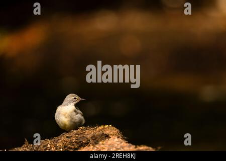 Coda di Wagtail grigia in piedi su una roccia nel fiume Barle. Foto Stock