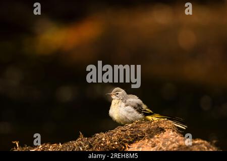 Coda di Wagtail grigia in piedi su una roccia nel fiume Barle. Foto Stock