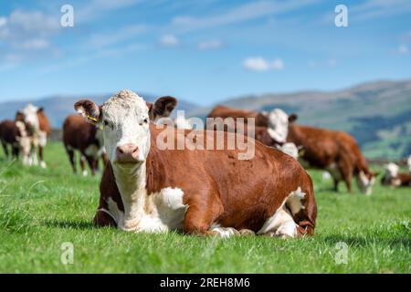 Hereford Cattle, una razza di manzo nativa britannica, si sedette in un lussureggiante alpeggio, Cumbria, Regno Unito. Foto Stock