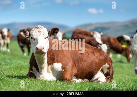 Hereford Cattle, una razza di manzo nativa britannica, si sedette in un lussureggiante alpeggio, Cumbria, Regno Unito. Foto Stock