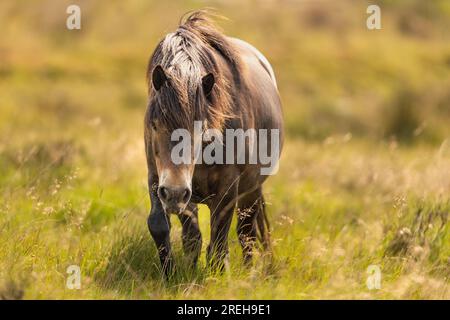 Exmoor pony Wandering on Exmoor. Foto Stock