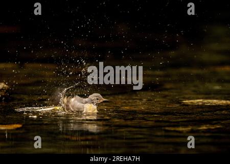 La coda di wagtail grigia si tuffa nel fiume Barle. Foto Stock