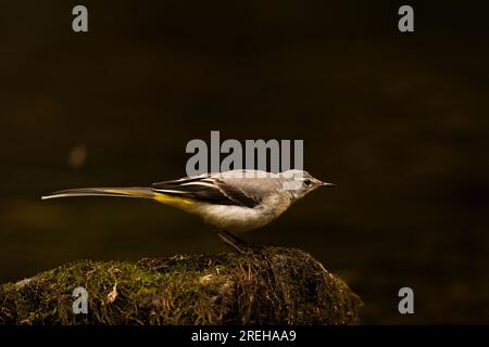 Coda di Wagtail grigia in piedi su una roccia nel fiume Barle. Foto Stock